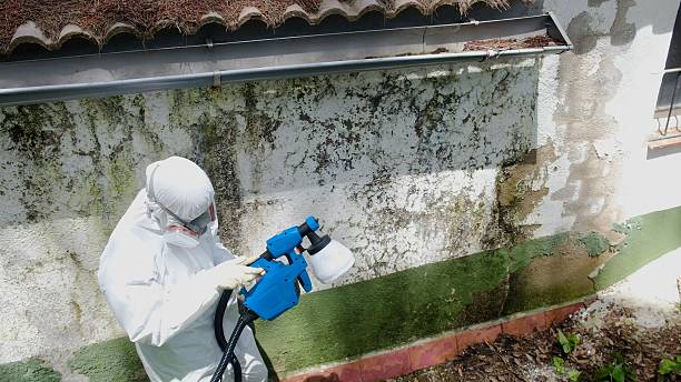 Mold Removal service in Loretto